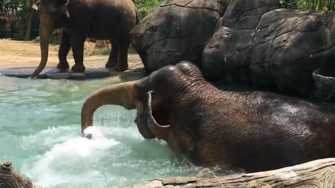 Dickhäuter duscht: Elefant planscht im kühlen Nass
