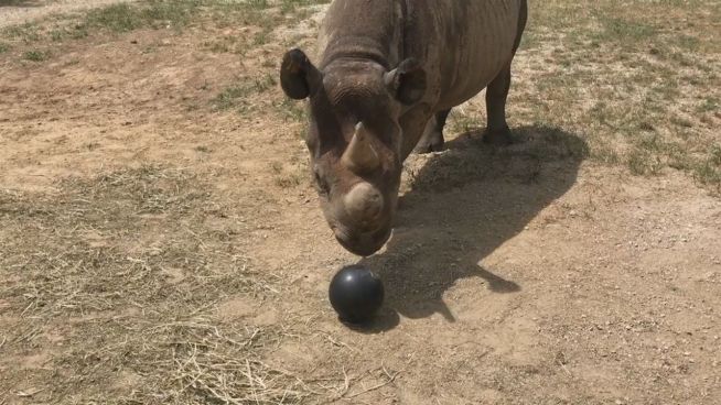 Als Aufruf: Nashorn 'kickt' mit Bowlingkugel
