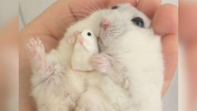 Kuschel-Tier: Dieser Hamster liebt seinen Freund