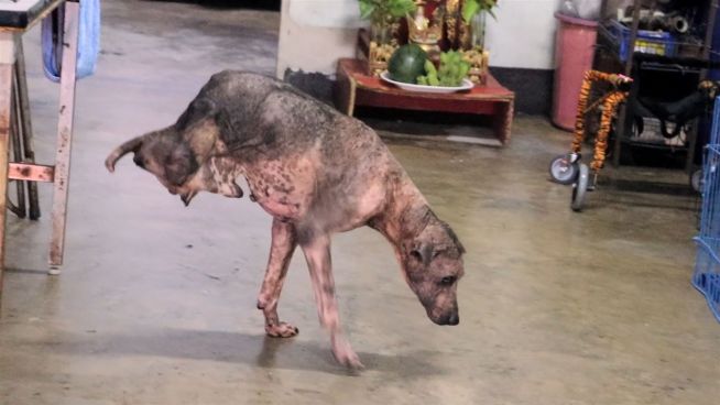 Rührend: Hund meistert sein Leben auf zwei Beinen