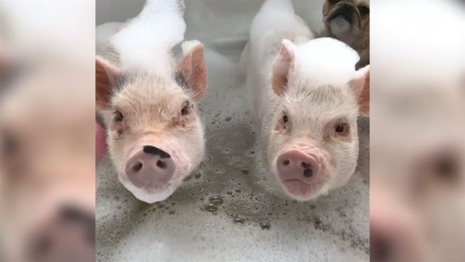 Fleißige Schnauzen: Mini-Schweine gehen zur Schule