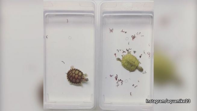 Kampf der flotten Fresser: Schildkröten im Wettbewerb