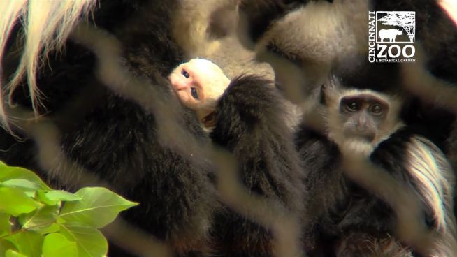 Süß: Neues Affenbaby im Cincinnati Zoo