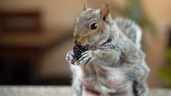 Dieses Eichhörnchen hat 168.000 Follower