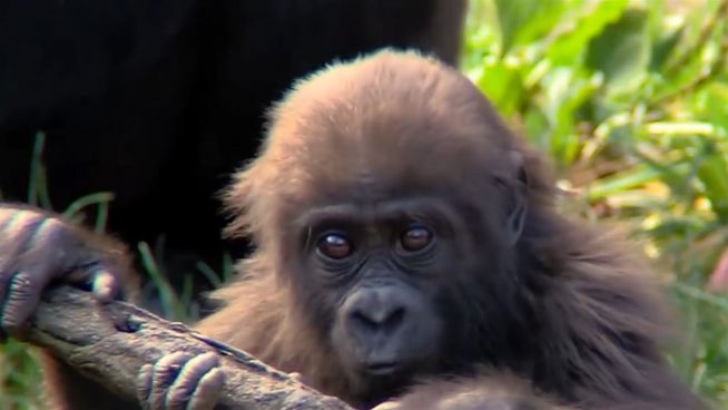 Gorillageburtstag: Gladys wird fünf Jaher alt