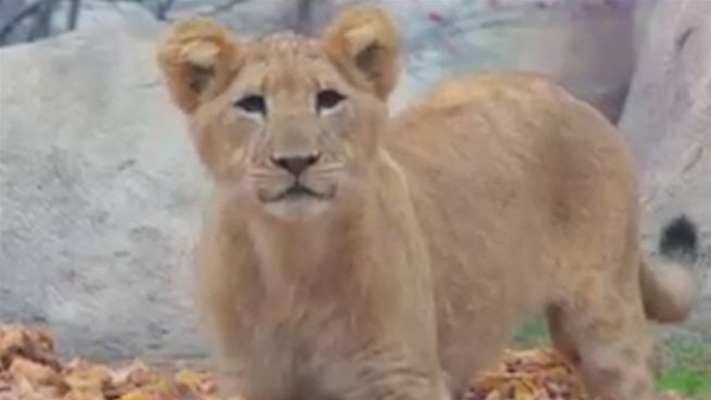 Löwenbaby mit Biss: Bahatis herbstliche Spielereien