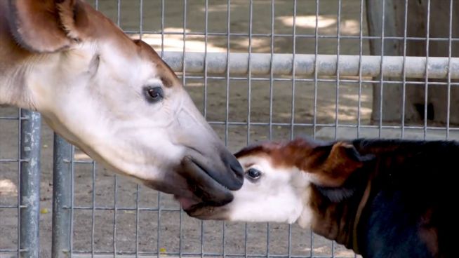 Seltener Nachwuchs: Okapi-Kalb im Zoo von San Diego