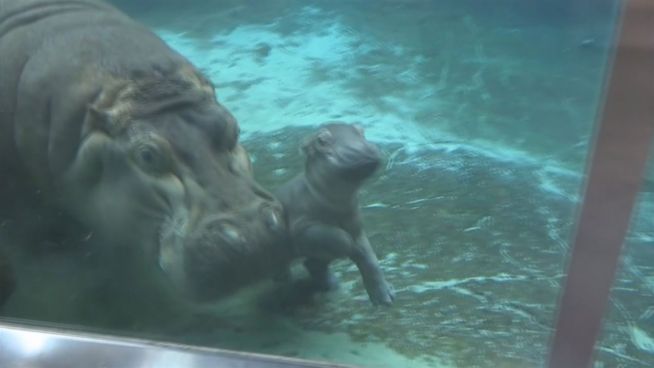 Direkt nach Geburt: Hippo-Baby auf Entdeckungstour