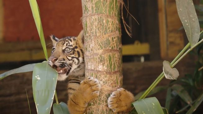 Tapsig: Tiger-Babys auf dem Weg ins neue Gehege