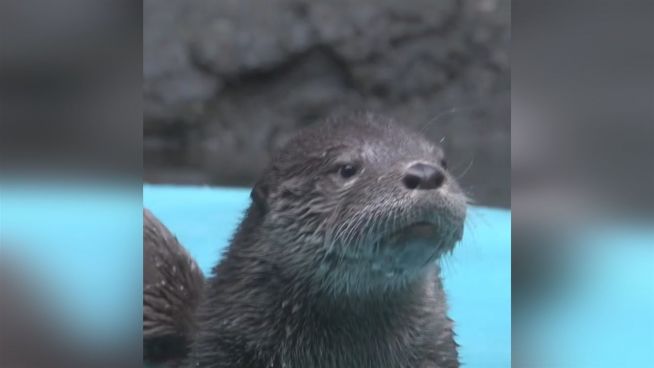 Herzig: Otter-Baby muss das Schwimmen lernen