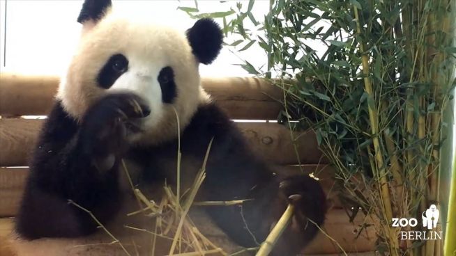 Besucherrekord: Erste deutsche Pandas begeistern Berlin