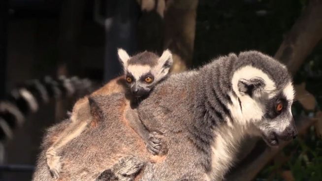 Lemurenleben: Dalia lässt es sich gut gehen