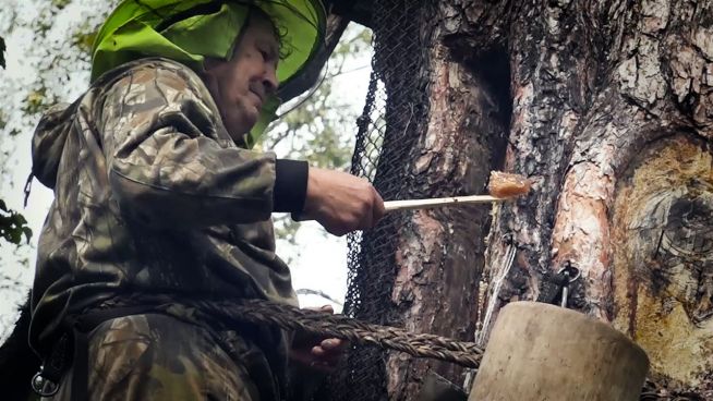 Sibirien: Waldimker ernten hier Luxus-Honig