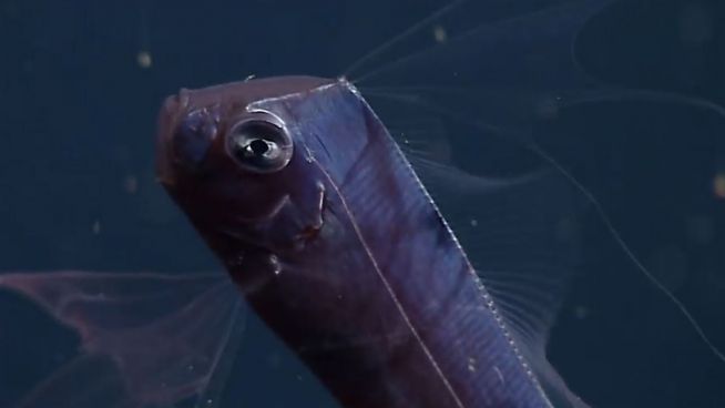 Mutiger Meeresbewohner: Sensenfisch im Riff gesichtet