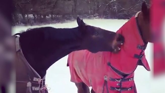 Böser Hirnfrost: Pferd frisst Schnee und wird bissig