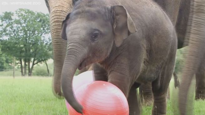 Zum 1. Geburtstag: Baby-Elefant bekommt 'Fußball'