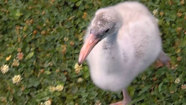 Taffy trainiert: Kleiner Flamingo will in die Luft