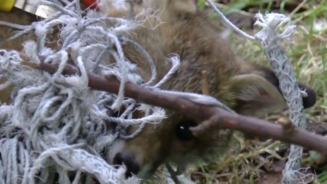 Knuffige Rettung: Fuchswelpe aus Netz befreit