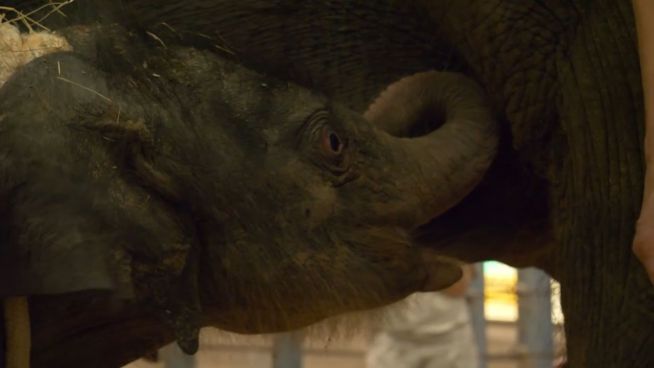 Süßer Nachwuchs: Elefantenbaby erblickt das Licht der Welt