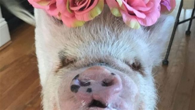 Dicke Diva: Schweinchen Pink Abby hat ein laues Leben