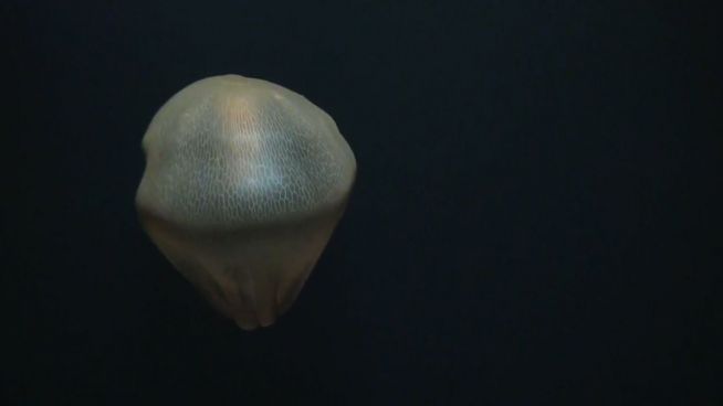 Gruselige Wesen: Rätselhafte Unterwasser-Aufnahmen