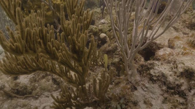 Was zwei Freunde gegen das Korallensterben machen