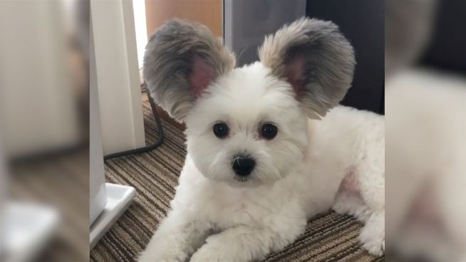 Micky-Maus-Hund: Diese Ohren gehen viral