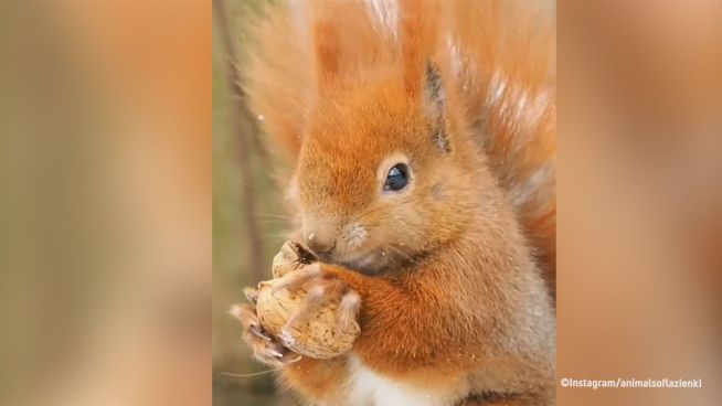 Zutraulicher Nussknacker: Eichhörnchen in Polen