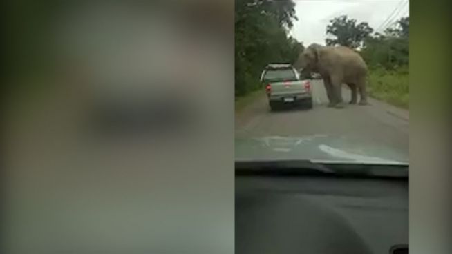 Ziemlich hungrig: Elefant nicht zu stoppen
