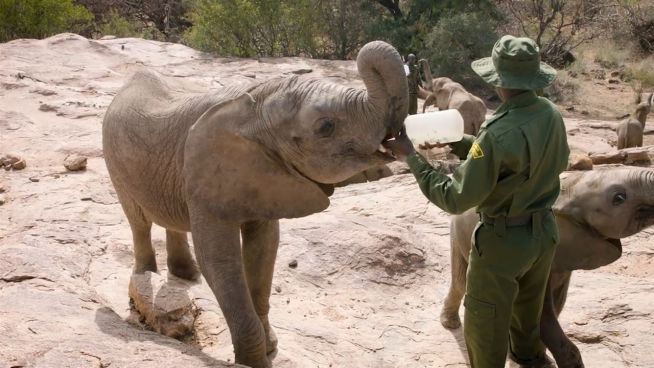 Zuckersüß: Gerettete Elefanten-Waisen tollen herum