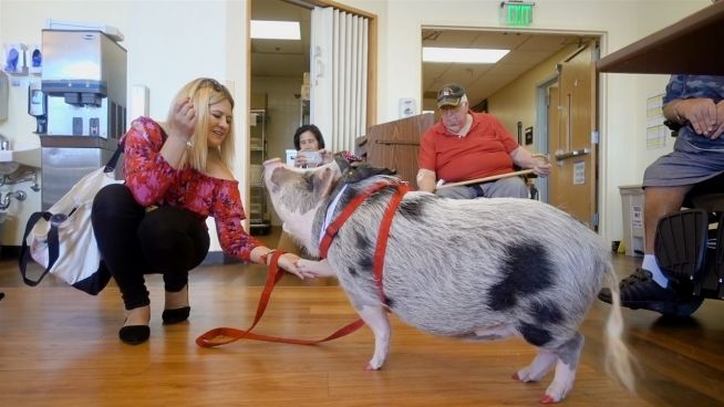 Schweine-Therapie: Wie Lilou ältere Menschen glücklich macht