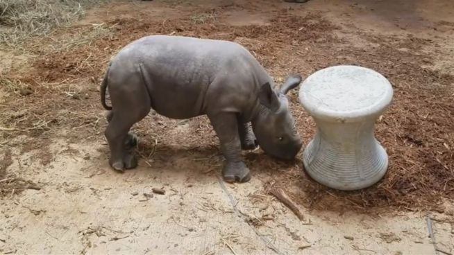 Raufendes Rhinozeros: Moyo kämpft gegen Hocker