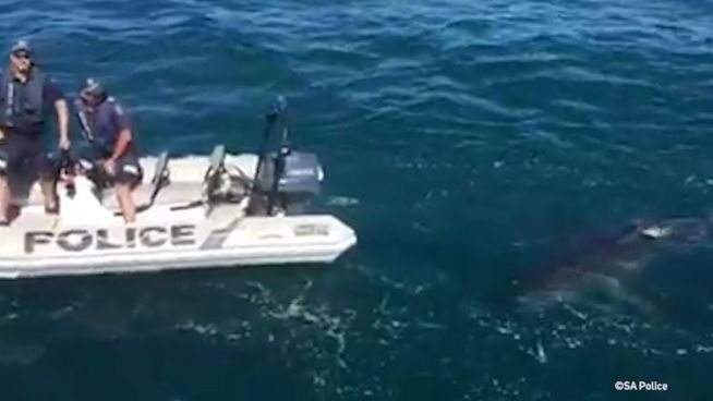 Stalker im Ozean: Weißer Hai verfolgt Polizei