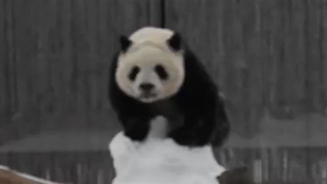 Spannung im Panda-Gehege: Kampf um Schneeball