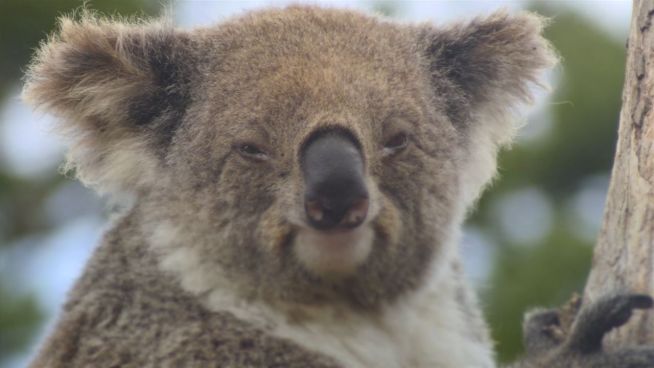 Sind Koalas bald von unserem Planeten verschwunden?