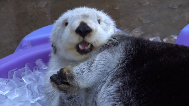 Eiswürfel-Spaß: Otter nehmen ein kühles Bad