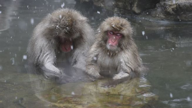 Affen-Wellness: Spa-Therapie für gestresste Primaten