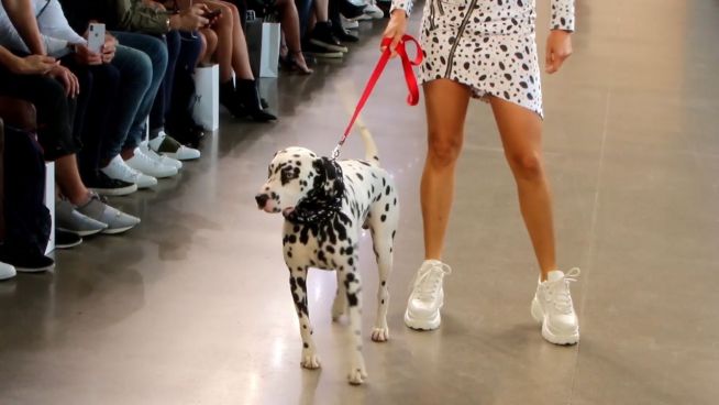 NY Fashion Week: Dalmatiner auf dem Laufsteg