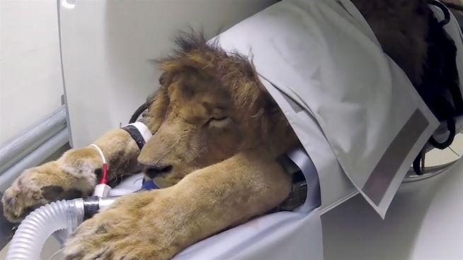 König der Tiere hat Zahnweh: Löwe muss ins CT