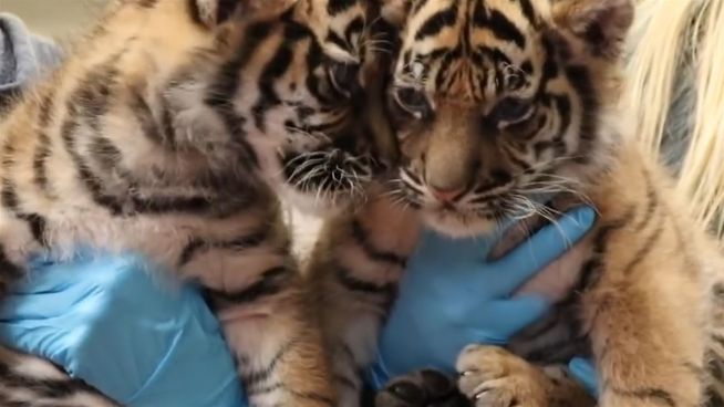 Wichtiger Pieks: Tigerbabies werden geimpft