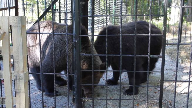 Horror-Zoo: Vernachlässigte Bären haben neues Zuhause