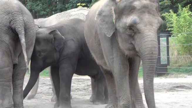 Ende gut, alles gut: Zweite Chance für einen Elefanten