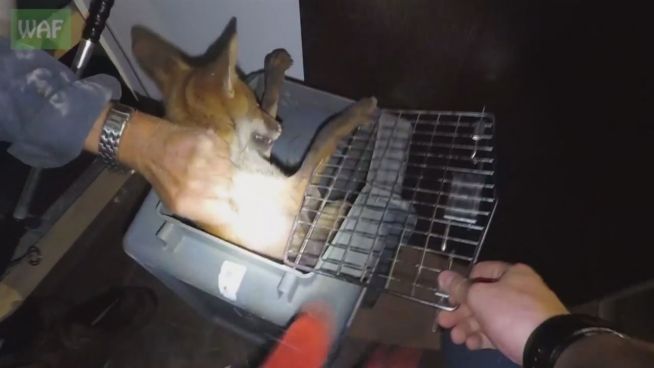 Zwischenwelt: Tierschützer retten Fuchs aus der Wand
