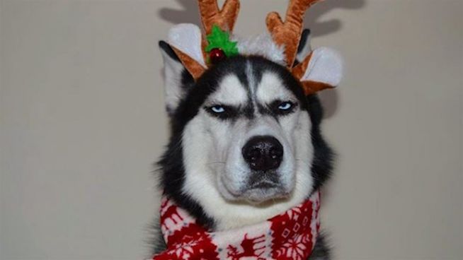 Weihnachtsmuffel: Husky hasst Heiligabend