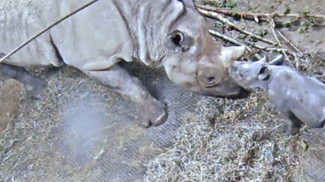 Kleines wildes Nashorn: Kendi rangelt vergeblich