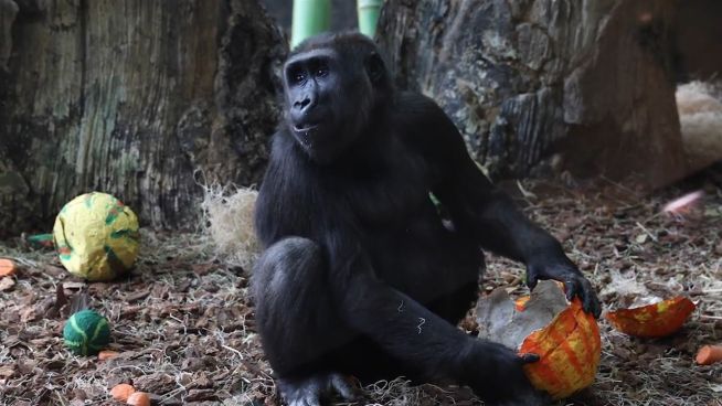 Was für ein Affentheater: Gorillas haben Geburtstag