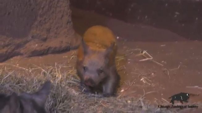 Wombat Joey: Sie ist der Star im Brookfield Zoo