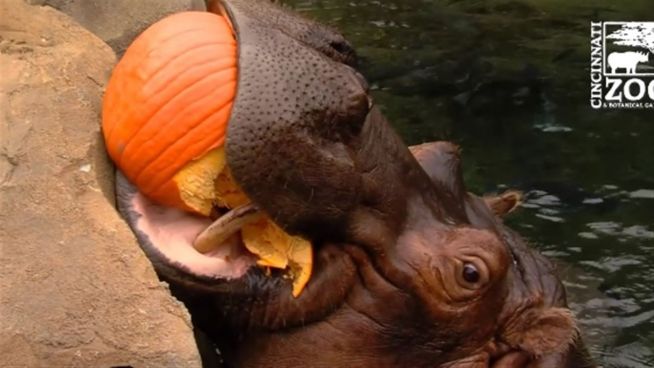 Tierisch gut: Diese Tiere sind im Halloween-Fieber