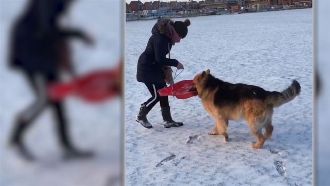 Keine Schlittenhunde: Duo will keinen Wintersport
