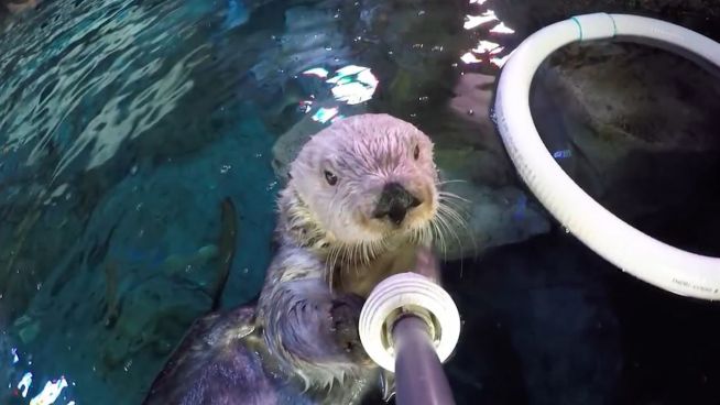 Charlie und der Selfie-Stick: Otter ganz verspielt